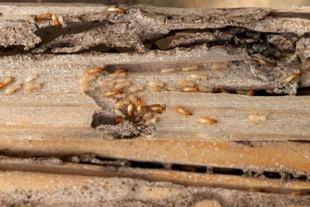 Best Best Pest Control Companies  in Lyons, NJ